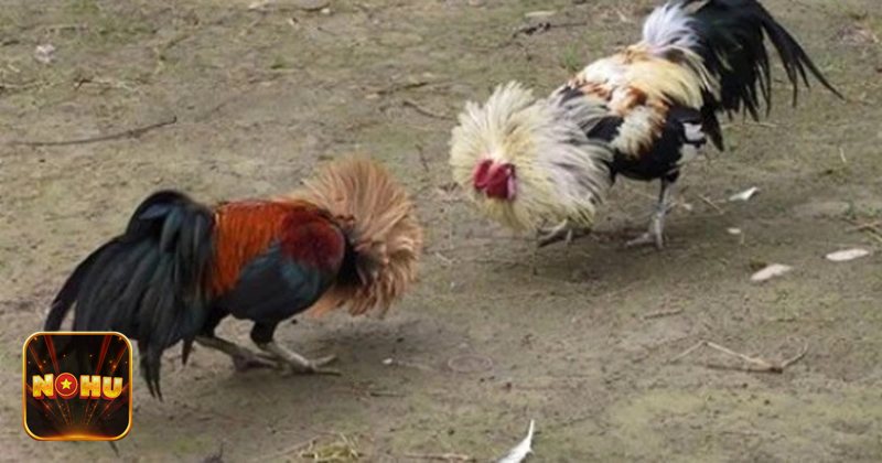 Đá Gà Thomo - Cựa tròn: dài hơi, thiên về kỹ thuật