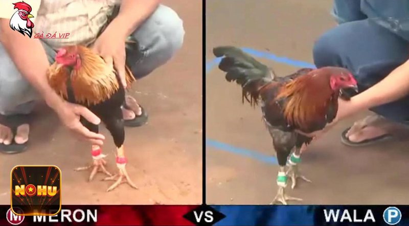 Đá gà NoHu - Nắm quy tắc khóa kèo và thời điểm xác nhận