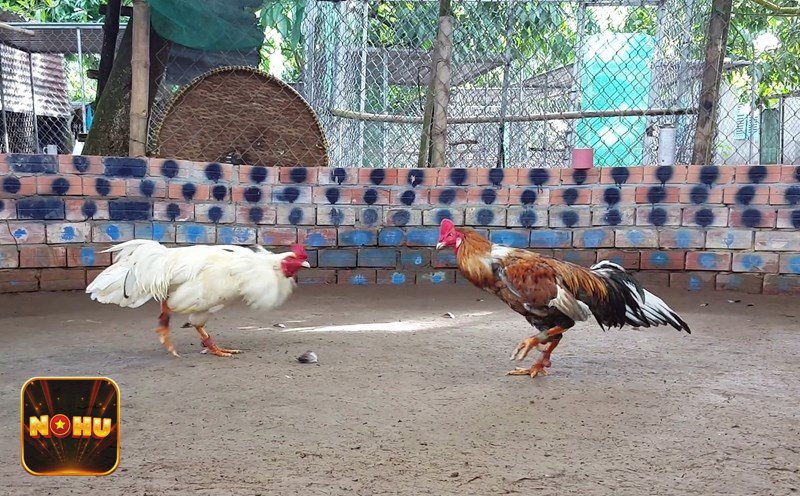 Đá gà NoHu - Cựa dao: nhịp nhanh, quyết định trong khoảnh khắc
